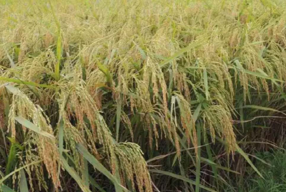 ঘূর্ণিঝড় ‘মোখা’ থেকে ধান ও অন্যান্য ফসল রক্ষায় ১০ পরামর্শ