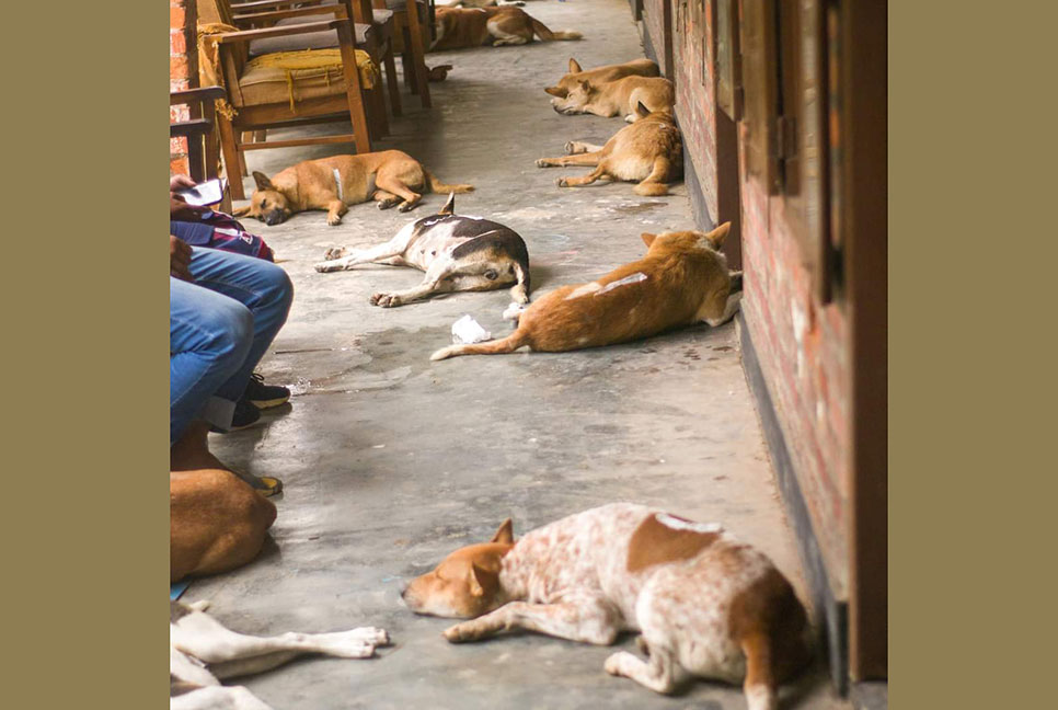 জাবিতে পথকুকুর বন্ধ্যাকরণ কর্মসূচি পালিত