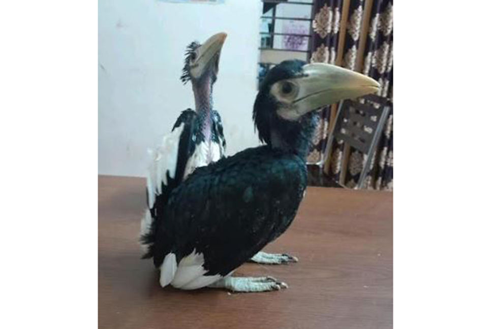 বিলুপ্তপ্রায় ধনেশ পাখি উদ্ধার, গ্রেফতার ১