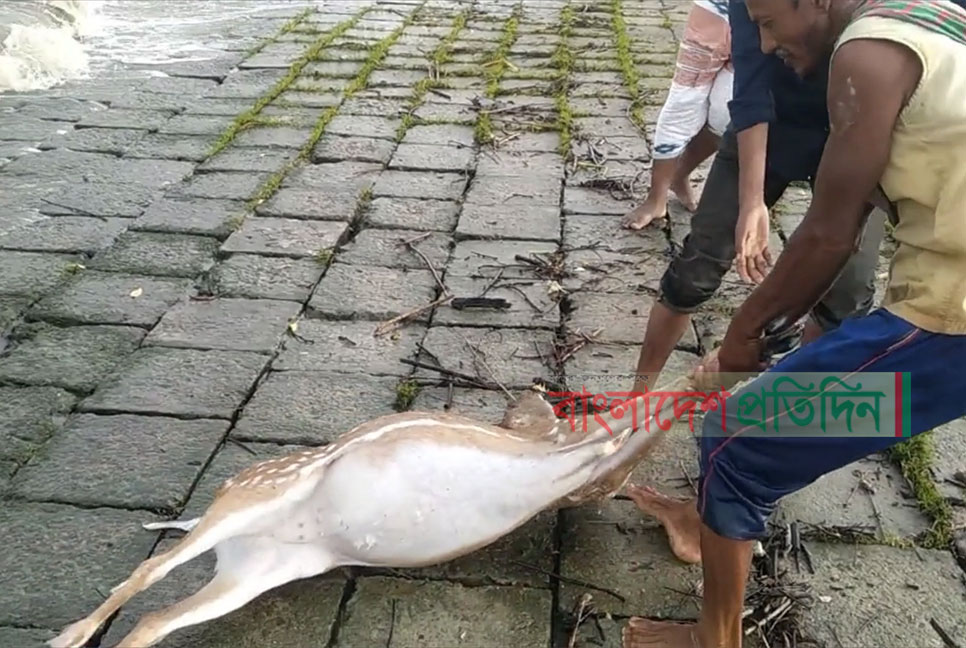 সুন্দরবনের বাঘ হরিণ নিয়ে শঙ্কা