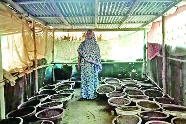 কেঁচো সারে সচ্ছলতা