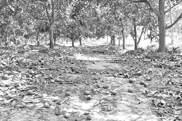 খরায় ঝরছে আম