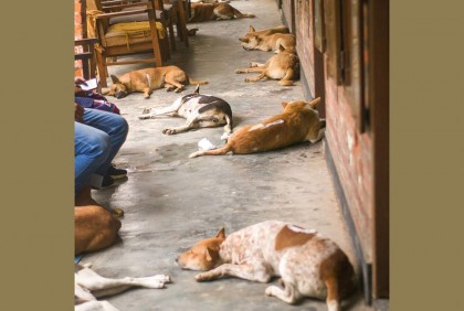 জাবিতে পথকুকুর বন্ধ্যাকরণ কর্মসূচি পালিত