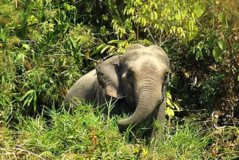 লামায় বন্য হাতির আক্রমণে আরও একজনের মৃত্যু