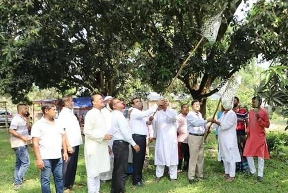 চুয়াডাঙ্গায় আনুষ্ঠানিকভাবে আম পাড়া শুরু