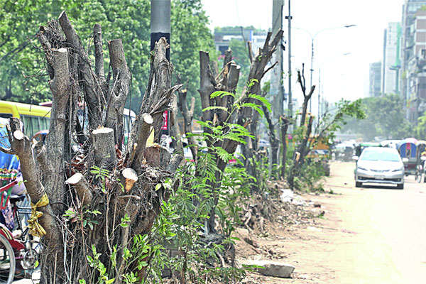গাছ কেটে পরিবেশের সর্বনাশ