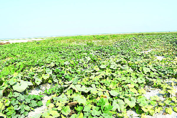 চরজুড়ে সবুজ ফসলের হাসি