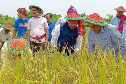 দরিদ্র কৃষকের ধান কেটে দিলেন এমপি মোজাফফর