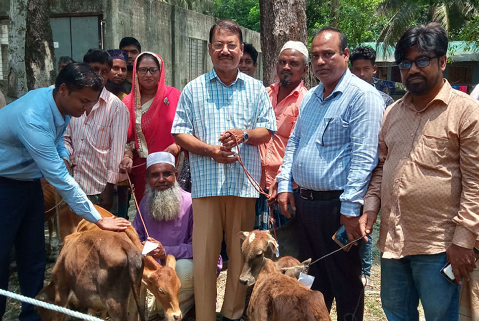 কলাপাড়ায় জেলেদের মাঝে বাছুর বিতরণ
