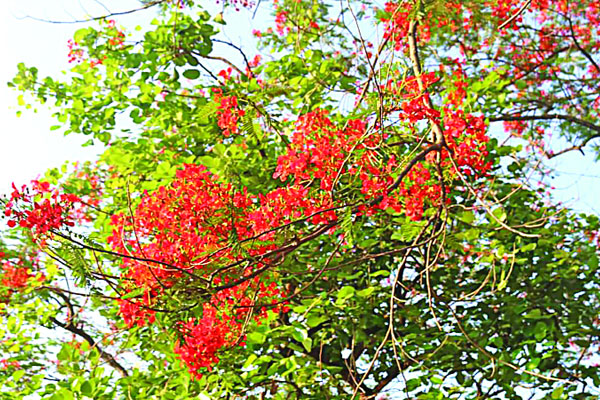 ক্যাম্পাস সেজেছে বাহারি ফুলে