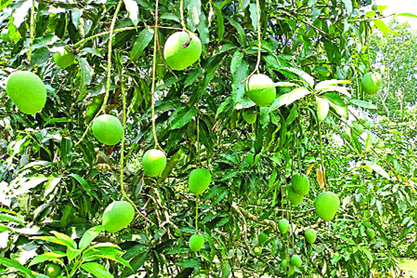 মেহেরপুরের হিমসাগর যাবে ইউরোপে