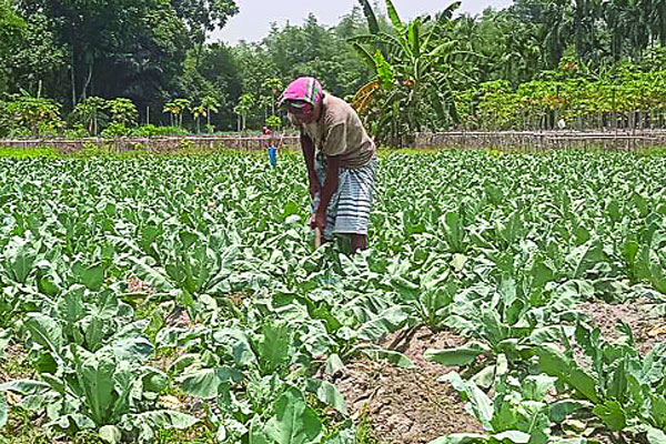 গ্রীষ্মকালেও ফুলকপি