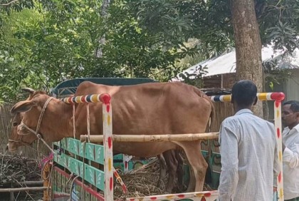 গরুর সঙ্গে এ কেমন শত্রুতা! 