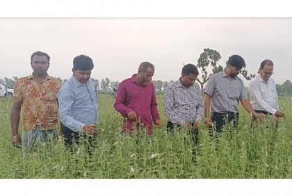 তেঁতুলিয়ায় তেল জাতীয় ফসলের মাঠ দিবস অনুষ্ঠিত 