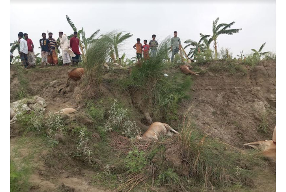 ঈশ্বরদীতে বজ্রপাতে ১৪টি গরুসহ এক যুবকের মৃত্যু 