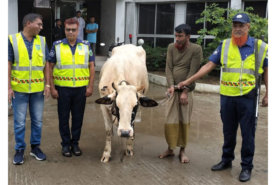 
চোরাই গরু উদ্ধার, আটক ১