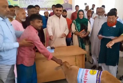 ভোলায় জেলেদের মাঝে বকনা বাছুর বিতরণ