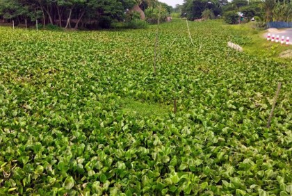 খাল পুনঃখননের অভাবে বছরে ২১ কোটি টাকার ফসলহানি