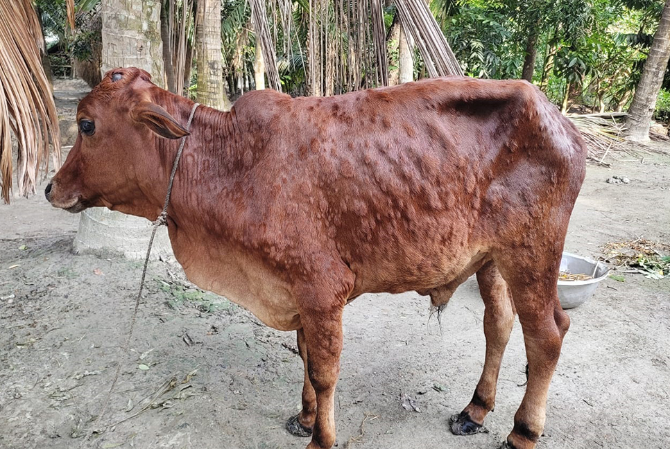 মোরেলগঞ্জে ৩৫ হাজার গরু লাম্পি স্কিন রোগে আক্রান্ত