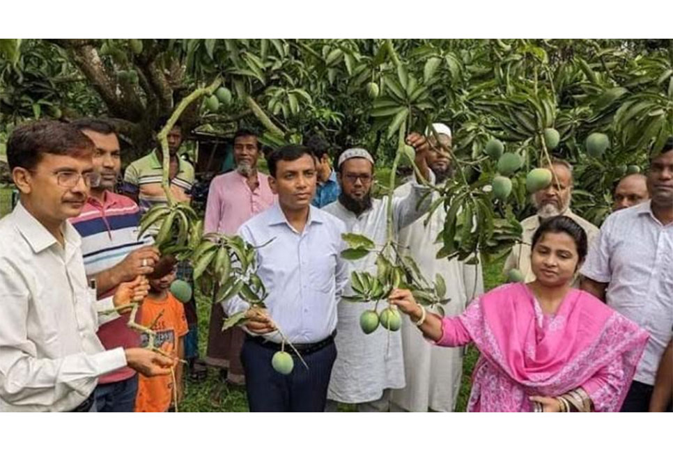 নাটোরে গাছ থেকে আম আহরণ শুরু
