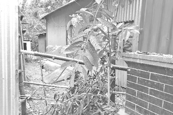 ১০ দিন ধরে একঘরে অসহায় পরিবার
