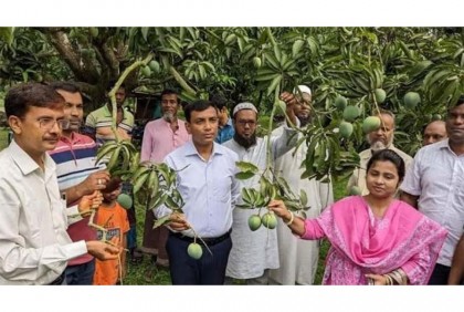 নাটোরে গাছ থেকে আম আহরণ শুরু