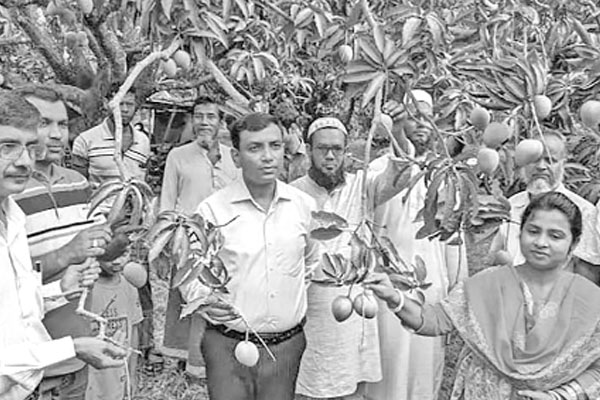 নাটোরে গাছ থেকে আম পাড়া শুরু