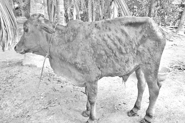 ৩৫ হাজার গরু লাম্পি স্কিন রোগে আক্রান্ত