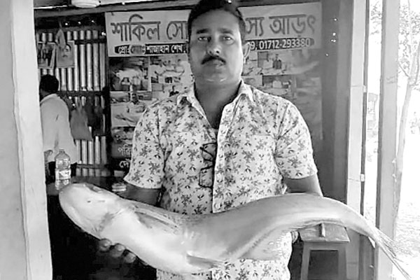 পদ্মার এক ঢাই মাছের দাম সাড়ে ১৫ হাজার টাকা