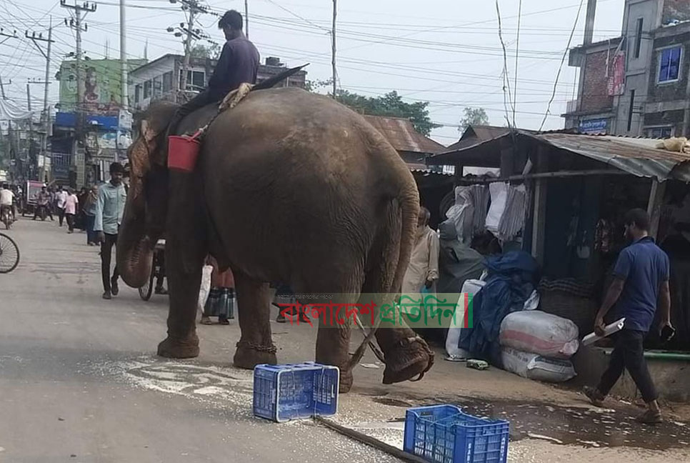 সখীপুরে সার্কাসের হাতি দিয়ে চাঁদাবাজি