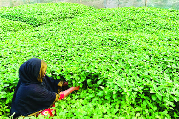বাণিজ্যিকভাবে পুদিনা পাতার চাষ