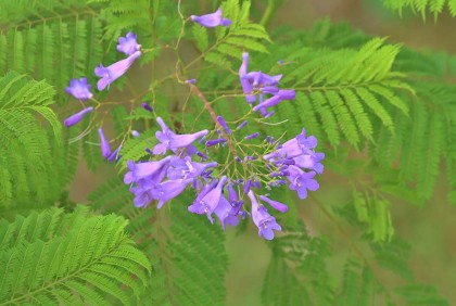 বেরোবিতে মুগ্ধতা ছড়াল অস্ট্রেলিয়ার জ্যাকারান্ডা