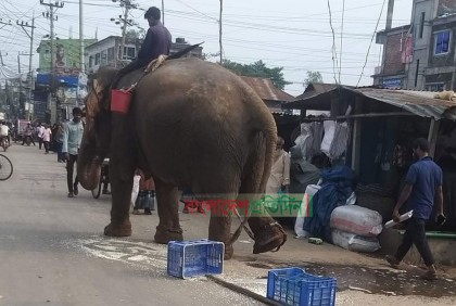 সখীপুরে সার্কাসের হাতি দিয়ে চাঁদাবাজি