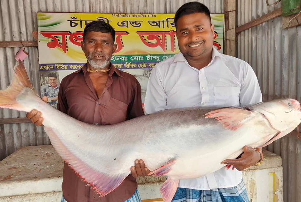 পদ্মায় ধরা পড়ল ২২ কেজি ওজনের পাঙ্গাস, দাম ৩২ হাজার