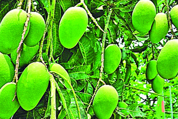 গুটি আম পাড়া শুরু ২ হাজার কোটি টাকা বিক্রির আশা