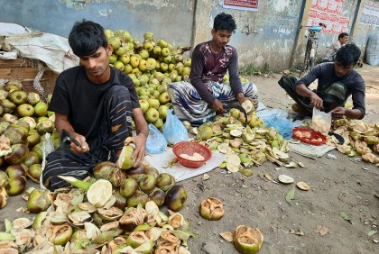 চাঁপাইনবাবগঞ্জে কদর বেড়েছে তালের শাঁসের