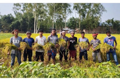 ঠাকুরগাঁওয়ে কৃষকদের ধান কেটে দিলো ছাত্রলীগ