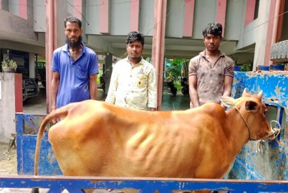 নোয়াখালীতে চোরাই গরুসহ আটক ৩