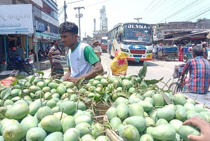 চাঁপাইনবাবগঞ্জে আড়াই হাজার কোটি টাকার আম বাণিজ্যের সম্ভাবনা