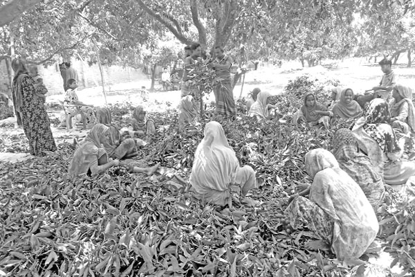 বাঁশের খাঁচা-টুকরি তৈরিতে ব্যস্ত মাহালি সম্প্রদায়
