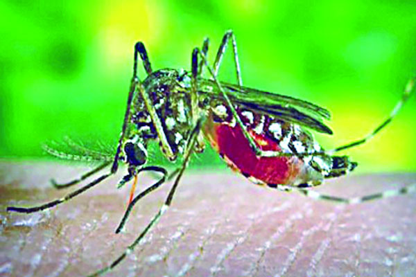 মৌসুমের আগেই চোখ রাঙাচ্ছে ডেঙ্গু