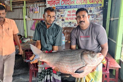 এক কাতলের দাম ৫০ হাজার টাকা