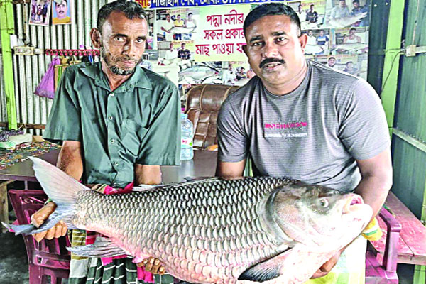 পদ্মার এক কাতলার দাম অর্ধলাখ টাকা