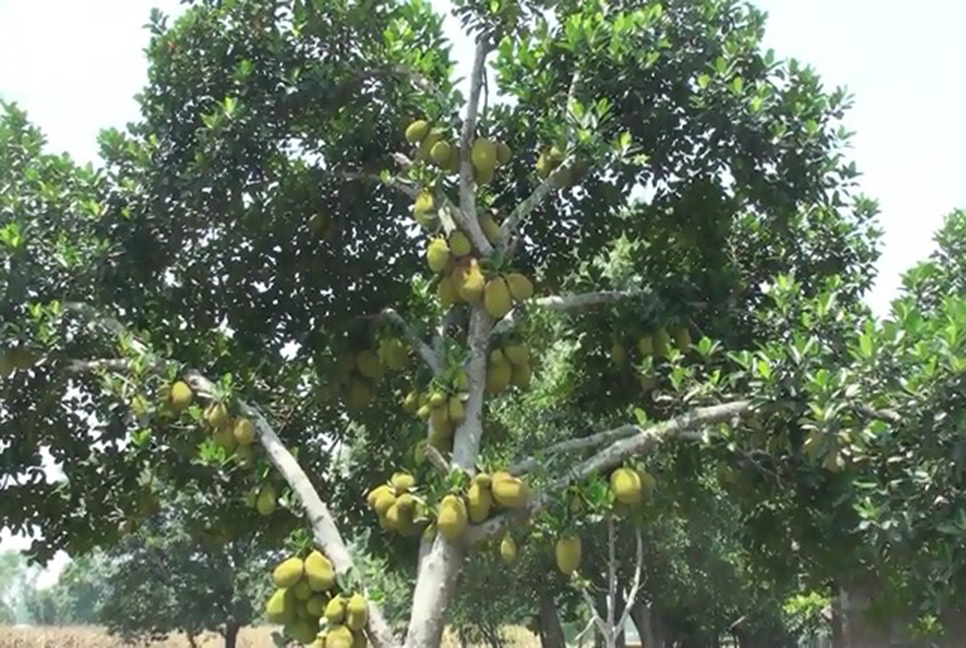 গাছে গাছে ঝুলছে রসালো ফল কাঁঠাল