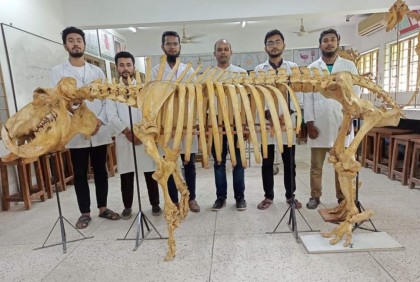 দেশে প্রথমবারের মতো তৈরি হলো ‌‘জলহস্তীর কঙ্কাল’