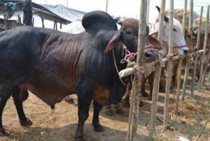 রংপুরে কোরবানির জন্য প্রস্তুত ১৩ লাখ পশু