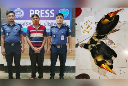 চট্টগ্রামে বিলুপ্তপ্রায় ধনেশ উদ্ধার