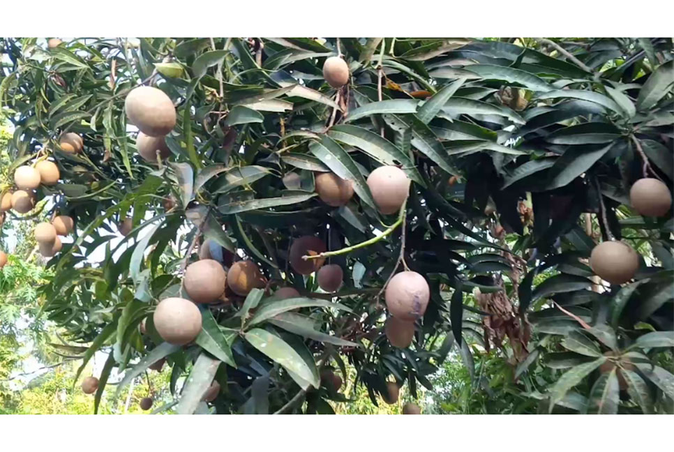 আম গাছে থোকায় থোকায় ছফেদা ফল!