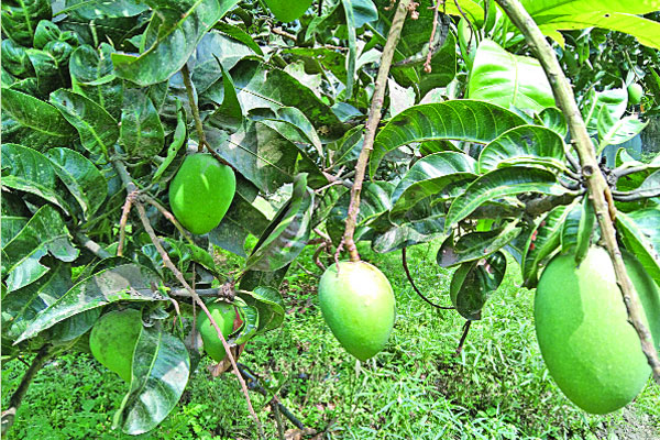 হাঁড়িভাঙা আম সংরক্ষণে গবেষণা দাবি