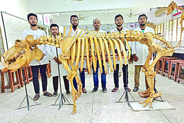 প্রথমবারের মতো জলহস্তীর কঙ্কাল